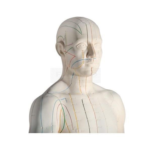 Mannelijk acupunctuurmodel deluxe circa 71 cm close up