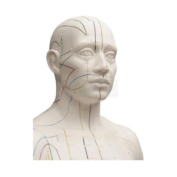 Mannelijk acupunctuurmodel deluxe circa 71 cm vergroot