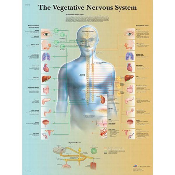 Poster Vegetative Nervous System 50 cm x 67 cm