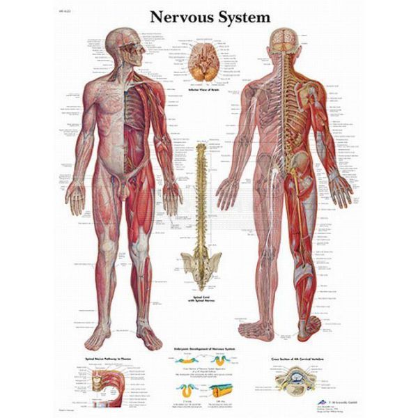 Poster van het zenuwstelsel 50 cm x 67 cm