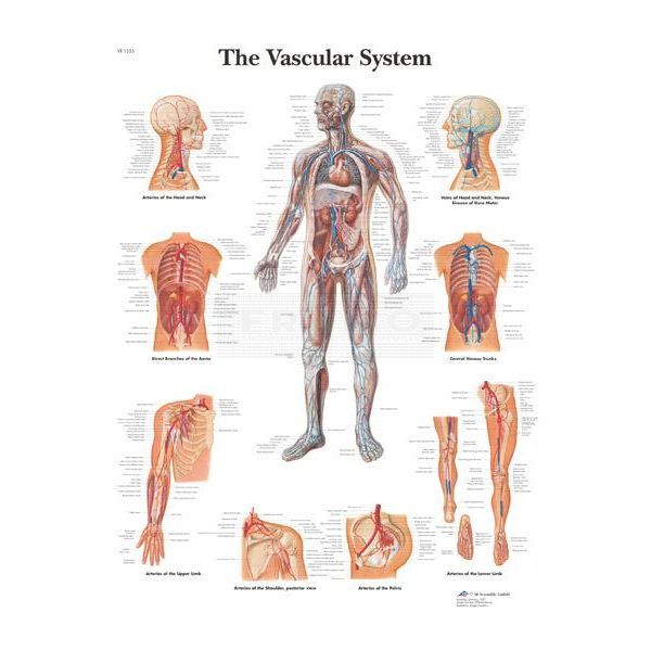 Poster vaatstelsel / vascular system 50 cm x 67 cm