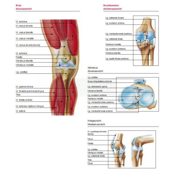 Cursus gewrichtstherapie module Knie