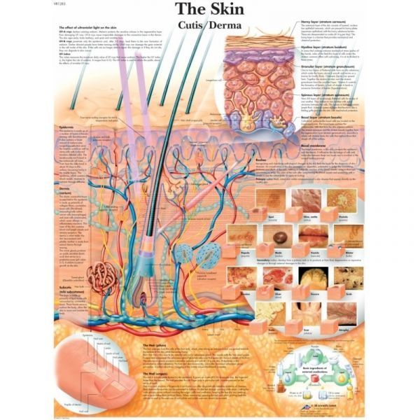 Anatomie poster The Skin - de menselijke huid