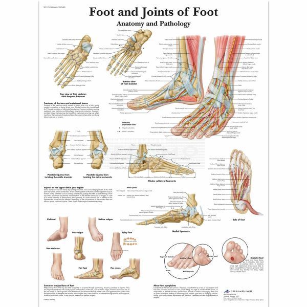 Ingelijste poster Foot and Joint of Foot - voet en gewrichten van de voet