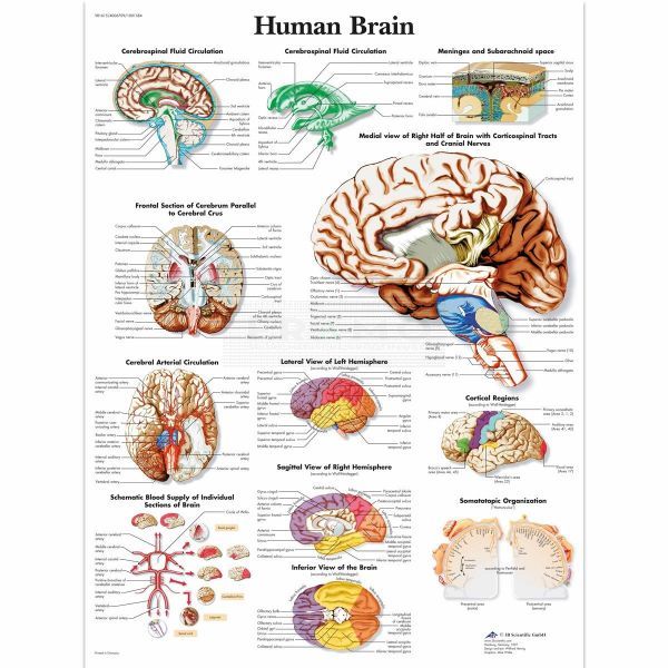 Ingelijste poster Human Brain - menselijk brein - de hersenen