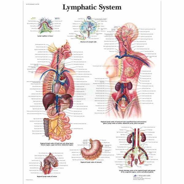 Ingelijste poster Lymphatic System - lymfestelsel