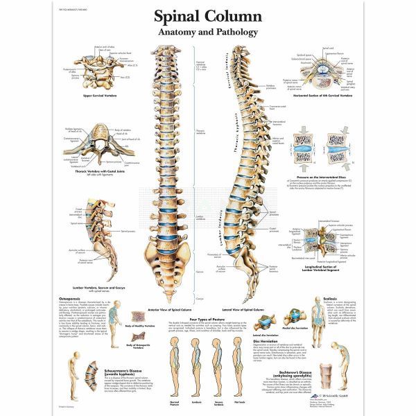 Ingelijste poster Spinal Column - wervelkolom