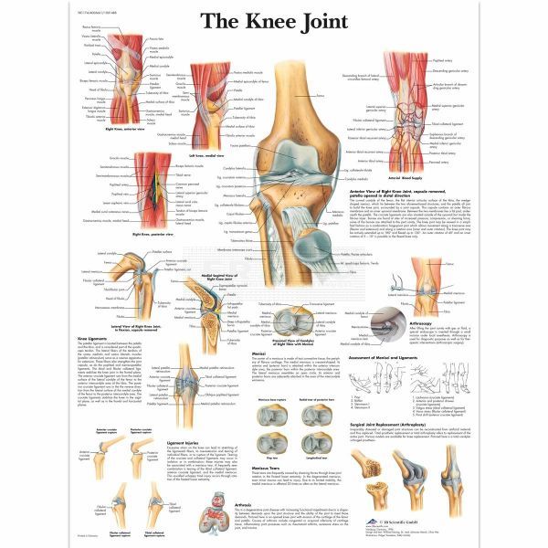 Ingelijste poster The Knee Joint - het kniegewricht