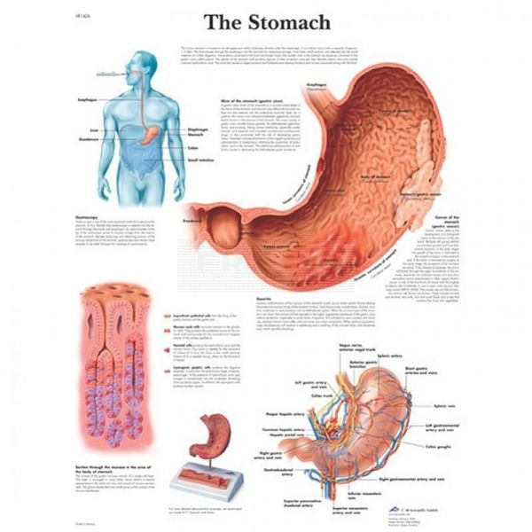 Ingelijste poster The Stomach - de maag
