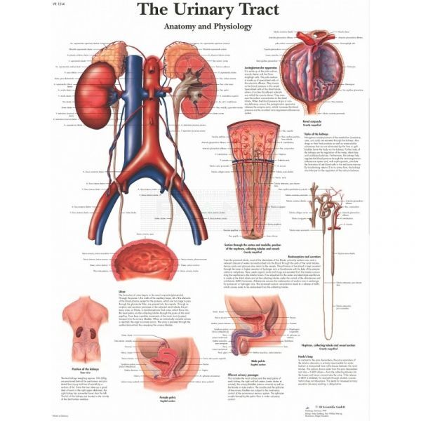 Ingelijste poster The Urinary Tract 50,5 cm x 67,5 cm